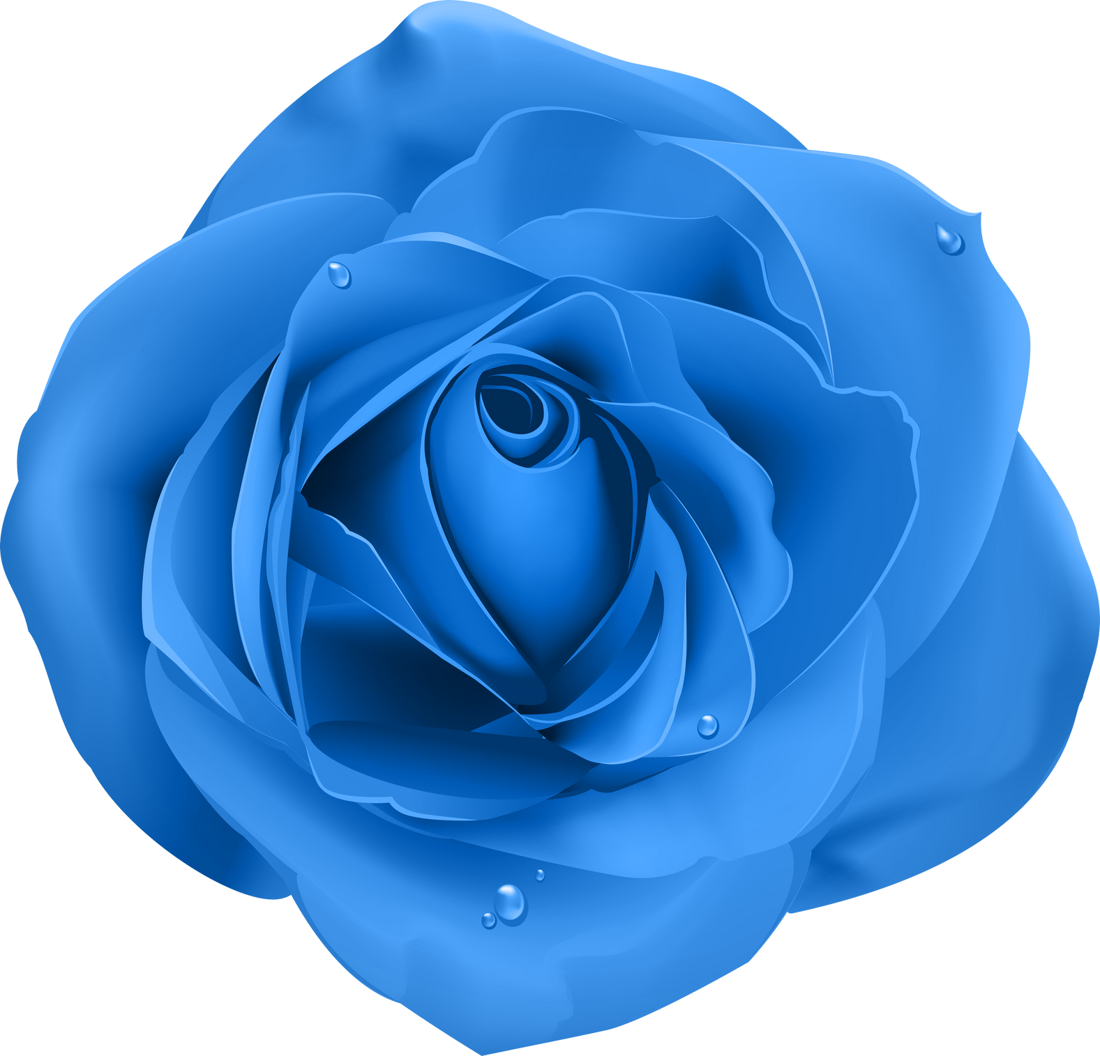 blue rose flower illustration 3